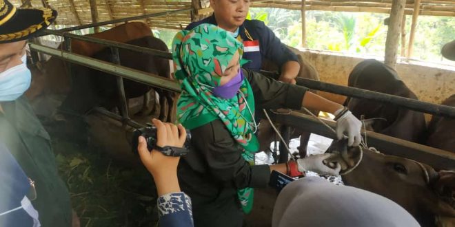 Pemeriksaan Tahap Pertama Dispangtan Pastikan Hewan Ternak Penuhi