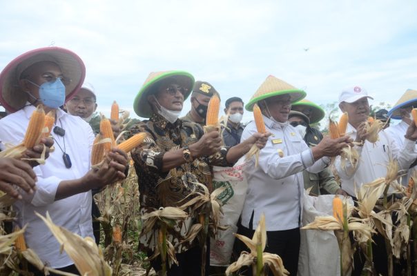 Fadel Muhammad Dorong Bengkulu Selatan Jadi Lumbung Jagung Nasional