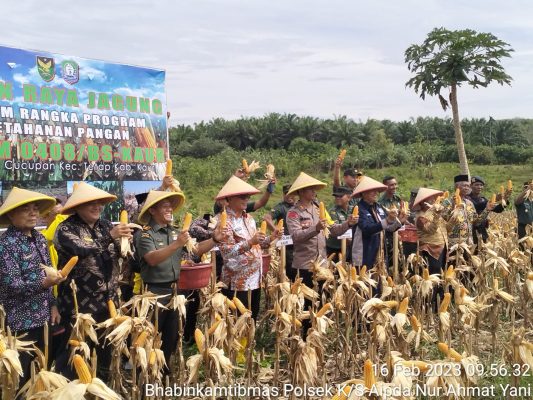 Kapolres Kaur Hadiri Panen Raya Jagung Ketahanan Pangan Kodim Bs Kaur Intersisi News